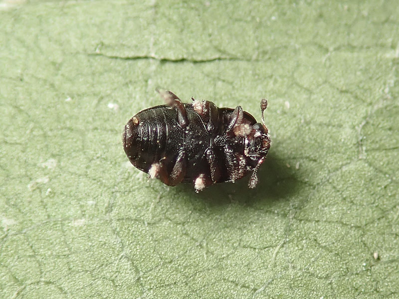 piccolo da id.: Kateretidae ?? No, Nitidulidae. cfr. Meligethes (s.l.) sp.